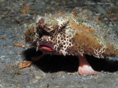Ogcocephalus cubifrons