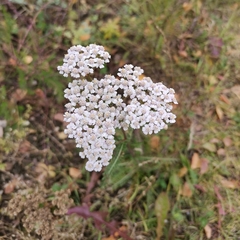 Achillea millefolium