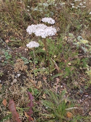 Achillea millefolium