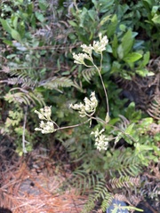 Eupatorium pilosum