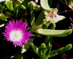 Carpobrotus dimidiatus