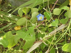 Ipomoea cardiophylla