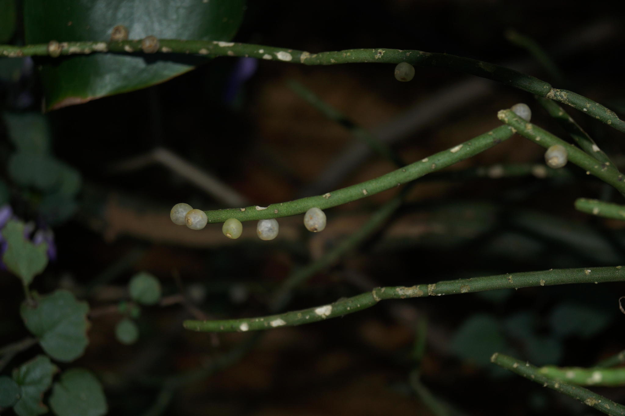 Rhipsalis baccifera ssp. baccifera