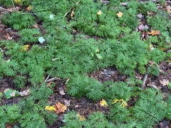 Diphasiastrum complanatum