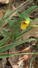 Chamaecrista fasciculata