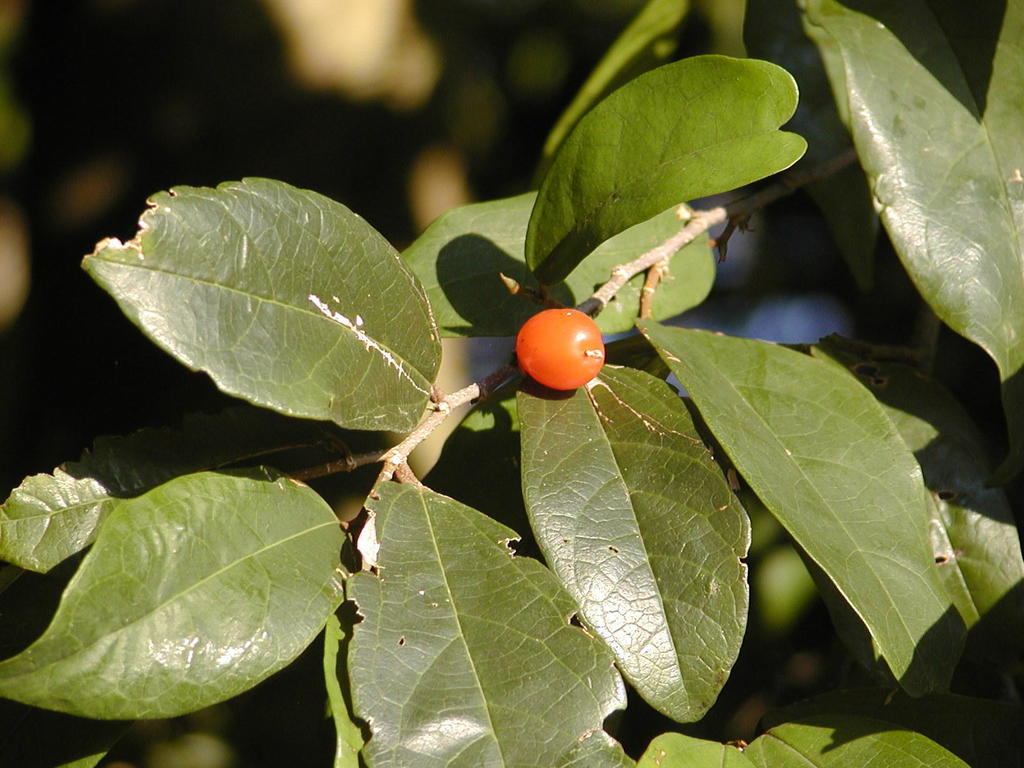 red-fruited white-stinkwood