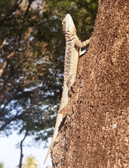 Tropidurus