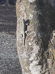 Tropidurus