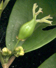 Celtis mildbraedii