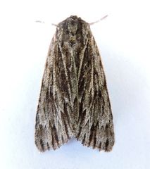 Acronicta edolata