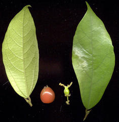 Celtis mildbraedii