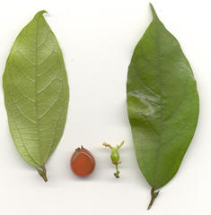 Celtis mildbraedii