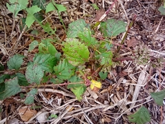 Rubus