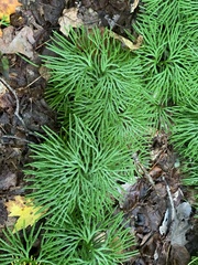 Diphasiastrum complanatum