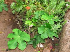 Jatropha podagrica