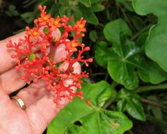 Jatropha podagrica