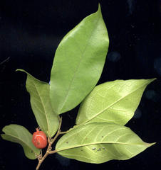 Celtis mildbraedii