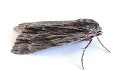 Acronicta edolata