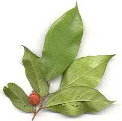 Celtis mildbraedii