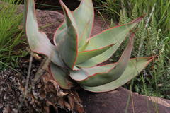 Aloe striata