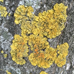 Xanthoria parietina