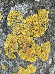 Xanthoria parietina