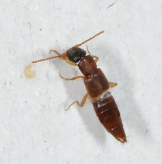 Lithocharis