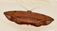 Hypopyra capensis