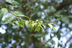 Celtis mildbraedii