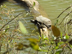 Trachemys hartwegi