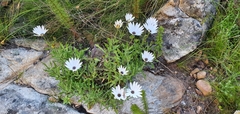 Dimorphotheca acutifolia