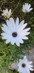 Dimorphotheca acutifolia