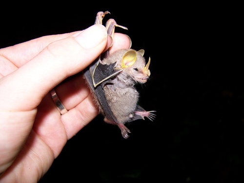 MacConnell's Bat