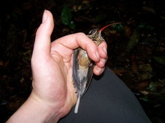 Phaethornis malaris