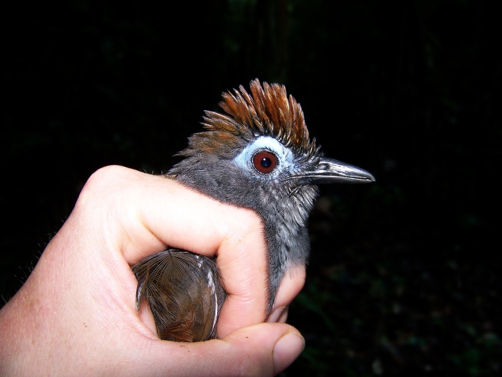 Sooty Antbird illustration