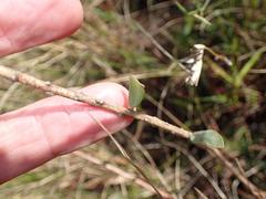 Lasiosiphon anthylloides