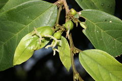 Celtis mildbraedii