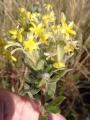 Lasiosiphon anthylloides