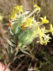 Lasiosiphon anthylloides