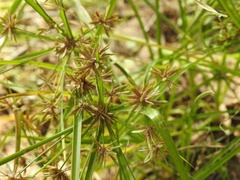 Cyperus ochraceus