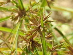 Cyperus ochraceus