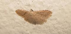Scopula minorata