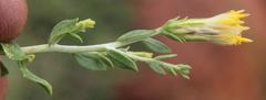 Pegolettia retrofracta