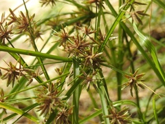 Cyperus ochraceus