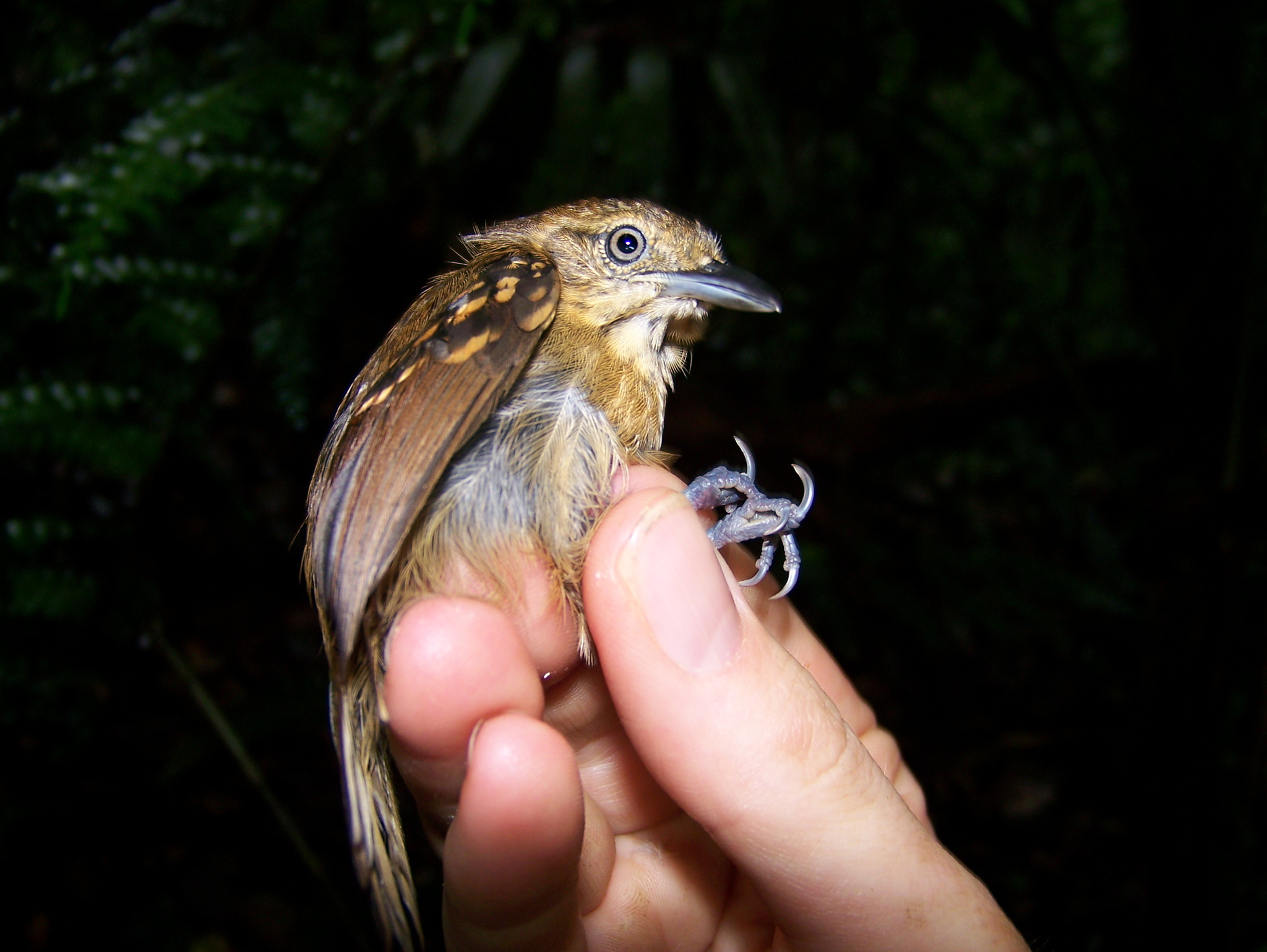 Rufous-backed Stipplethroat (Epinecrophylla haematonota)
