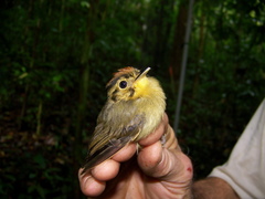 Platyrinchus coronatus