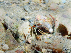 Clibanarius antillensis