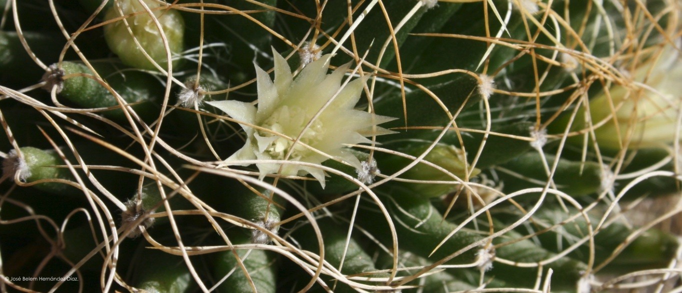 Mammillaria decipiens ssp. camptotricha