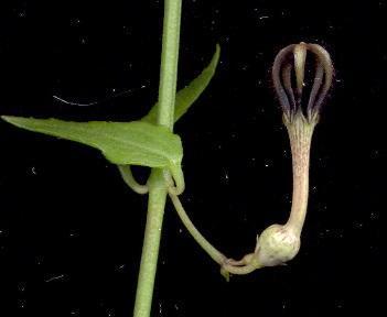 Ceropegia linearis ssp. linearis