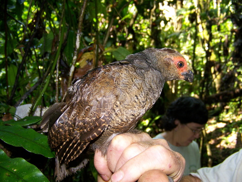 Marbled Wood Quail (Odontophorus gujanensis), photo 5